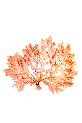 Plocamium coccineum